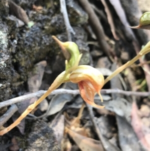 Oligochaetochilus calceolus at Bungonia, NSW - suppressed