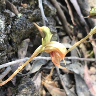 Oligochaetochilus calceolus (Bungonia Rustyhood) at Bungonia, NSW - 31 Oct 2021 by Tapirlord