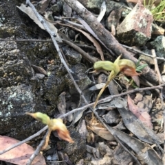 Oligochaetochilus calceolus at Bungonia, NSW - suppressed