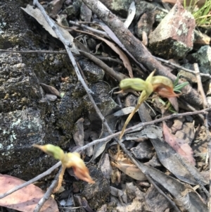 Oligochaetochilus calceolus at Bungonia, NSW - 31 Oct 2021