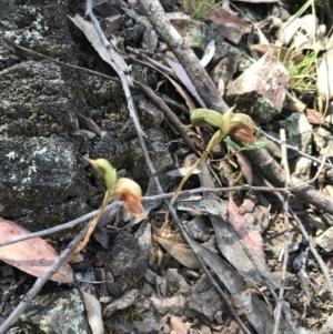 Oligochaetochilus calceolus at Bungonia, NSW - suppressed