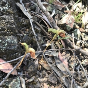 Oligochaetochilus calceolus at Bungonia, NSW - suppressed