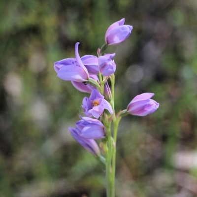 Thelymitra ixioides (Dotted Sun Orchid) at Chiltern, VIC - 29 Oct 2021 by KylieWaldon