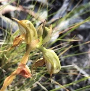 Oligochaetochilus calceolus at Bungonia, NSW - suppressed