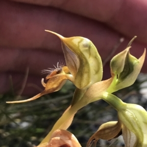 Oligochaetochilus calceolus at Bungonia, NSW - suppressed