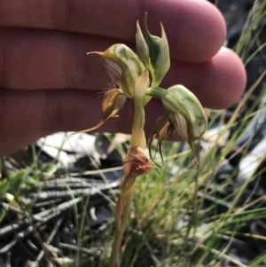 Oligochaetochilus calceolus at Bungonia, NSW - suppressed