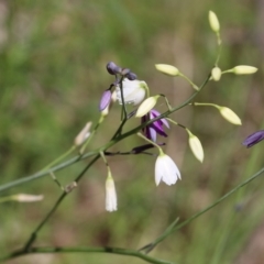 Arthropodium strictum (Chocolate Lily) at Chiltern, VIC - 29 Oct 2021 by KylieWaldon