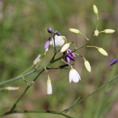 Unidentified Lily or Iris at Chiltern, VIC - 29 Oct 2021 by KylieWaldon