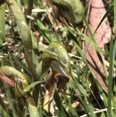 Oligochaetochilus calceolus (Bungonia Rustyhood) at Bungonia, NSW - 31 Oct 2021 by Tapirlord