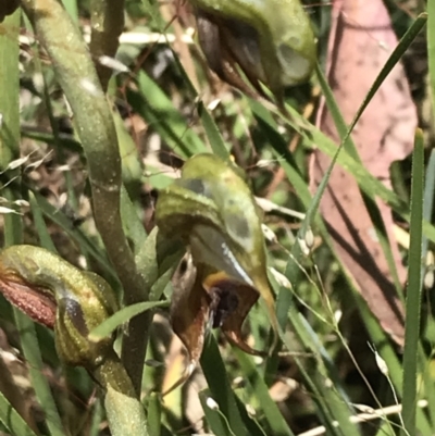 Oligochaetochilus calceolus (Bungonia Rustyhood) at Bungonia State Conservation Area - 31 Oct 2021 by Tapirlord