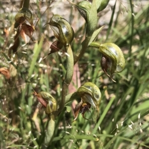 Oligochaetochilus calceolus at Bungonia, NSW - 31 Oct 2021