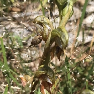 Oligochaetochilus calceolus at Bungonia, NSW - 31 Oct 2021