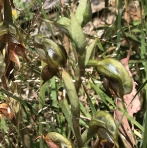 Oligochaetochilus calceolus at Bungonia, NSW - 31 Oct 2021