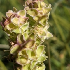 Sanguisorba minor (Salad Burnet, Sheep's Burnet) at Mount Majura - 31 Oct 2021 by abread111