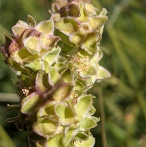 Sanguisorba minor at Hackett, ACT - 31 Oct 2021