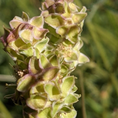 Sanguisorba minor (Salad Burnet, Sheep's Burnet) at Mount Majura - 31 Oct 2021 by abread111