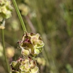 Sanguisorba minor at Hackett, ACT - 31 Oct 2021 04:55 PM