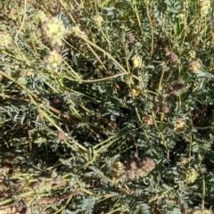 Sanguisorba minor at Hackett, ACT - 31 Oct 2021