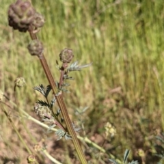 Sanguisorba minor at Hackett, ACT - 31 Oct 2021