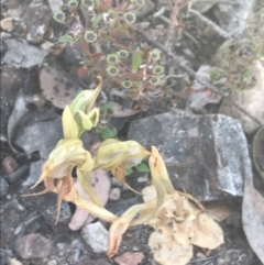 Oligochaetochilus calceolus (Bungonia Rustyhood) at Bungonia, NSW - 31 Oct 2021 by Tapirlord