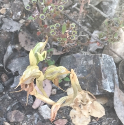 Oligochaetochilus hamatus (Southern Hooked Rustyhood) at Bungonia State Conservation Area - 31 Oct 2021 by Tapirlord