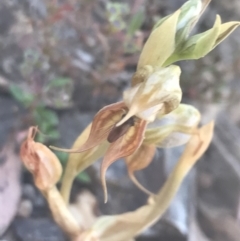 Oligochaetochilus hamatus at Bungonia, NSW - 31 Oct 2021