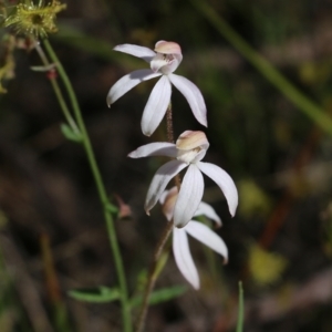 Caladenia cucullata at Chiltern, VIC - 30 Oct 2021