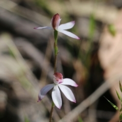 Caladenia moschata (Musky caps) at Chiltern, VIC - 29 Oct 2021 by KylieWaldon