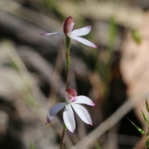 Caladenia moschata at Chiltern, VIC - 30 Oct 2021