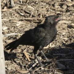 Corcorax melanorhamphos (White-winged Chough) at Yarralumla, ACT - 31 Oct 2021 by AlisonMilton