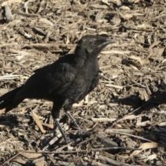 Corcorax melanorhamphos at Yarralumla, ACT - 31 Oct 2021