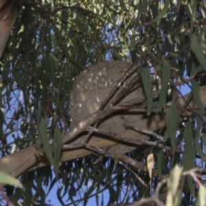 Corcorax melanorhamphos at Yarralumla, ACT - 31 Oct 2021