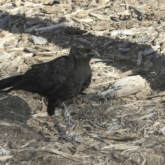 Corcorax melanorhamphos at Yarralumla, ACT - 31 Oct 2021 04:41 PM