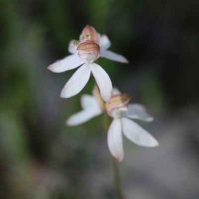 Caladenia cucullata (Lemon Caps) at Chiltern, VIC - 30 Oct 2021 by KylieWaldon