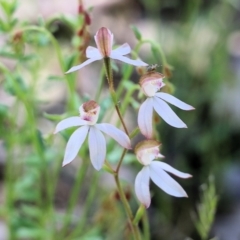 Caladenia cucullata (Lemon Caps) at Chiltern, VIC - 30 Oct 2021 by KylieWaldon