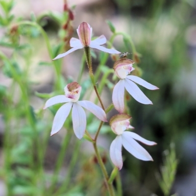 Caladenia cucullata (Lemon Caps) at Chiltern, VIC - 29 Oct 2021 by KylieWaldon