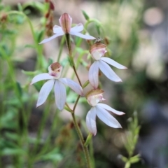 Caladenia cucullata at Chiltern, VIC - 30 Oct 2021