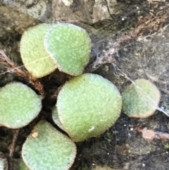 Pyrrosia rupestris (Rock Felt Fern) at Bungonia State Conservation Area - 31 Oct 2021 by Tapirlord