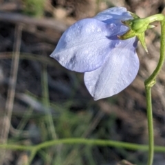 Wahlenbergia planiflora subsp. planiflora (Flat Bluebell) at Mount Majura - 31 Oct 2021 by abread111