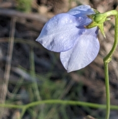 Wahlenbergia planiflora subsp. planiflora (Flat Bluebell) at Watson, ACT - 31 Oct 2021 by abread111