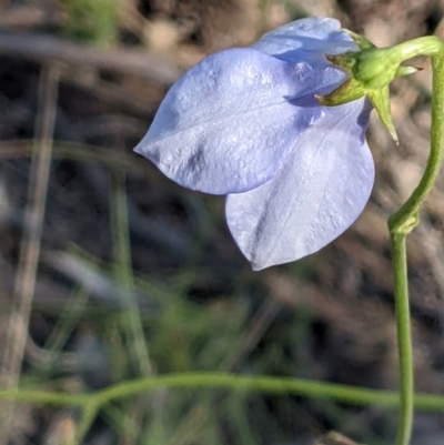Wahlenbergia planiflora subsp. planiflora (Flat Bluebell) at Watson, ACT - 31 Oct 2021 by abread111