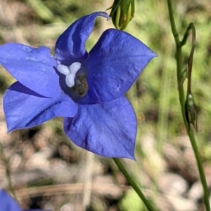 Wahlenbergia planiflora subsp. planiflora at Watson, ACT - 31 Oct 2021 05:02 PM