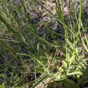 Wahlenbergia planiflora subsp. planiflora at Watson, ACT - 31 Oct 2021 05:02 PM