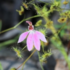 Caladenia carnea (Pink fingers) at Chiltern, VIC - 29 Oct 2021 by KylieWaldon