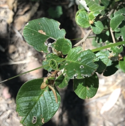 Pomaderris cotoneaster (Cotoneaster Pomaderris) at Bungonia State Conservation Area - 31 Oct 2021 by Tapirlord