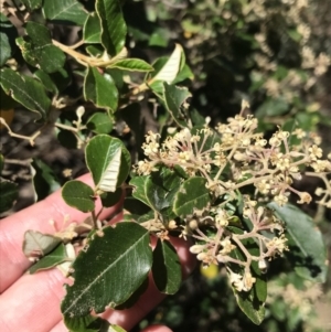 Pomaderris cotoneaster at Bungonia, NSW - 31 Oct 2021 12:31 PM