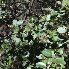 Pomaderris cotoneaster at Bungonia, NSW - 31 Oct 2021 12:31 PM