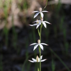 Caladenia cucullata (Lemon Caps) at Chiltern, VIC - 30 Oct 2021 by KylieWaldon