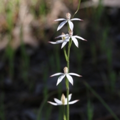 Caladenia cucullata (Lemon Caps) at Chiltern, VIC - 29 Oct 2021 by KylieWaldon