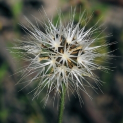 Unidentified Daisy at Chiltern, VIC - 29 Oct 2021 by KylieWaldon